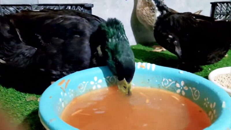 Duck Drinking Carrot Juice