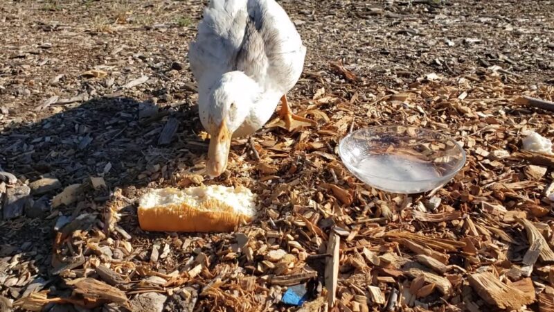 Duck eating bread