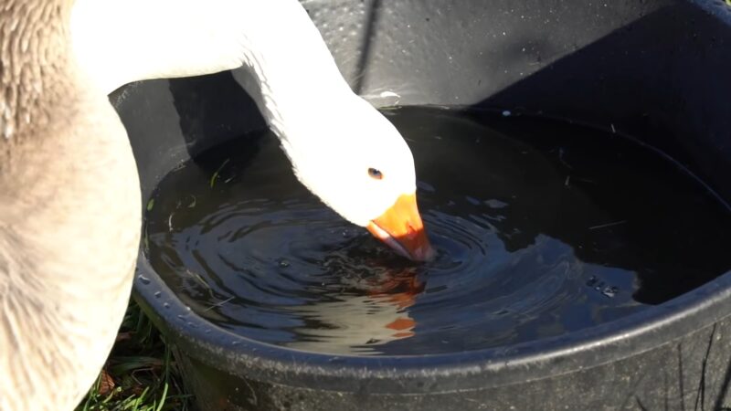 Ducks Need Water