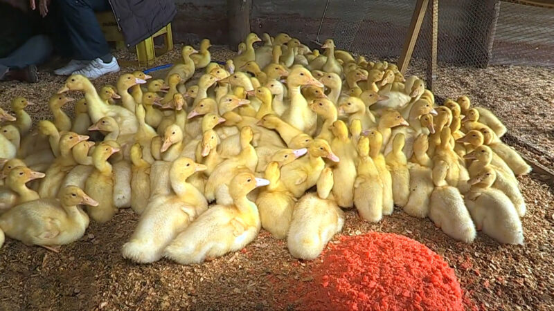 Many ducks with carrots