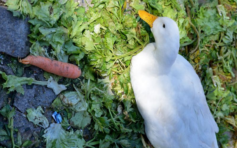 ducks-eat-carrots