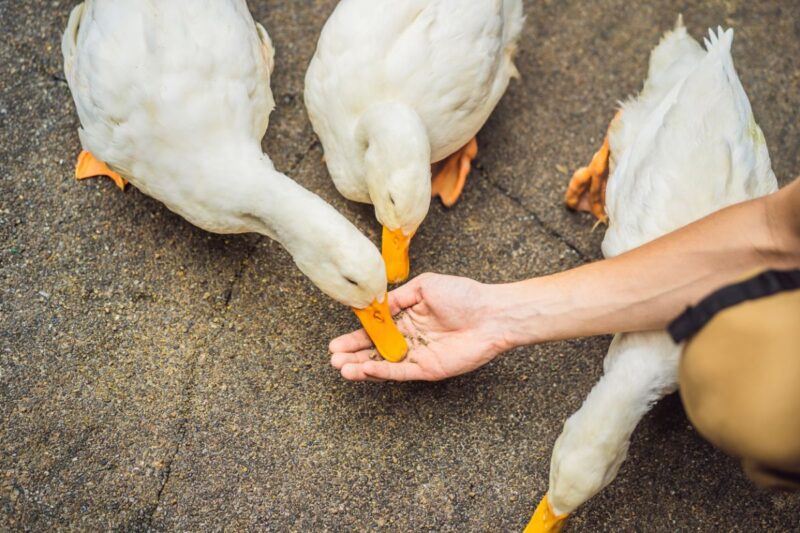 ducks-eating-apples