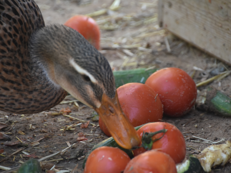 Can Ducks Eat Tomatoes? (Pros and Cons)