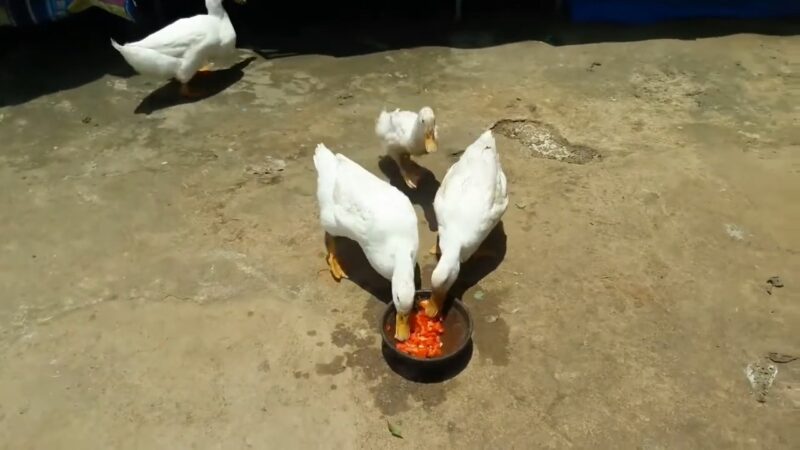 Ducks eat tomatoes