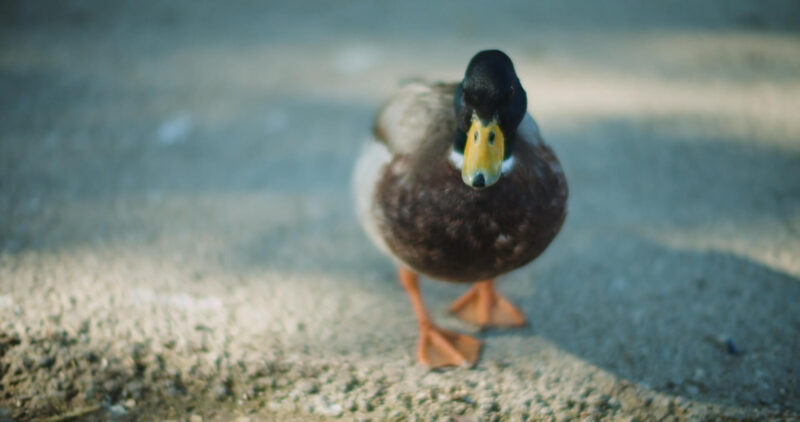 Potential Concerns - Ducks Feeding