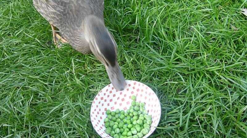 Can-Ducks-Eat-Peas?